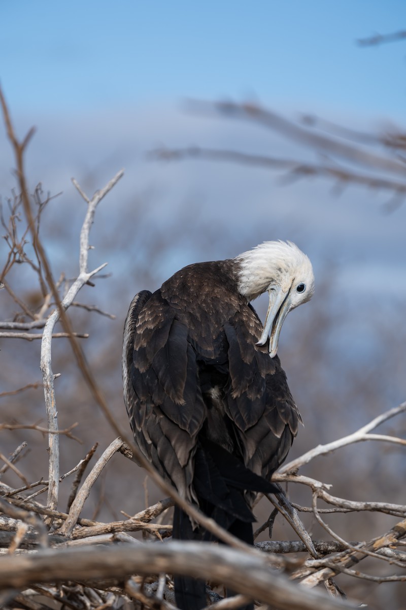 Great Frigatebird - ML650750114