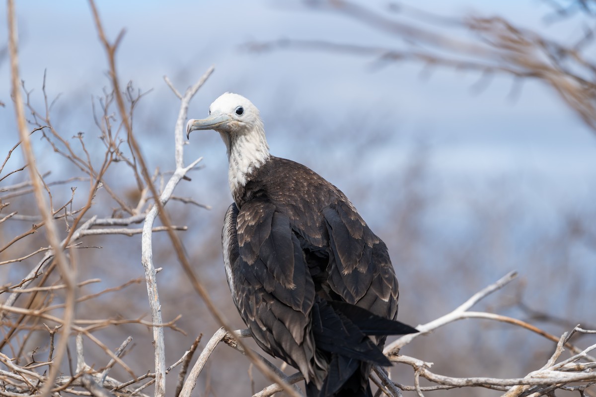 Great Frigatebird - ML650750115