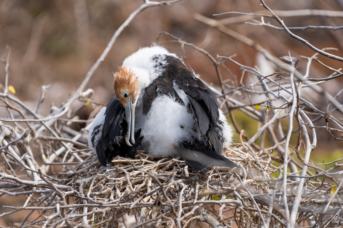 Great Frigatebird - ML650750116
