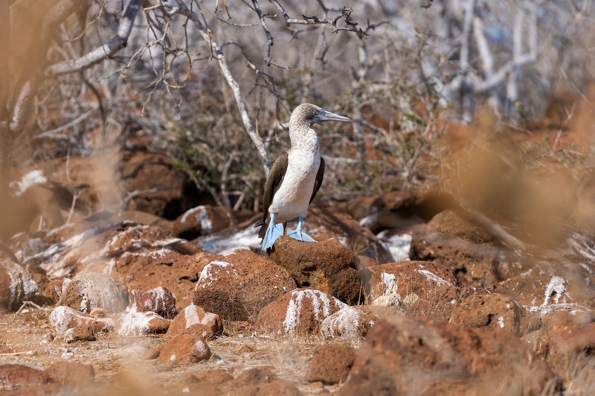 Blue-footed Booby - ML650750130