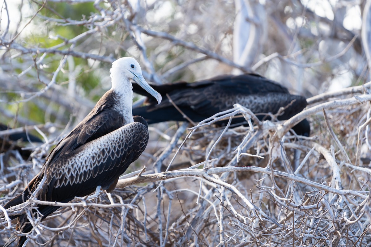 Great Frigatebird - ML650750142
