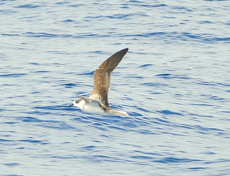 Pétrel à col blanc - ML650750210