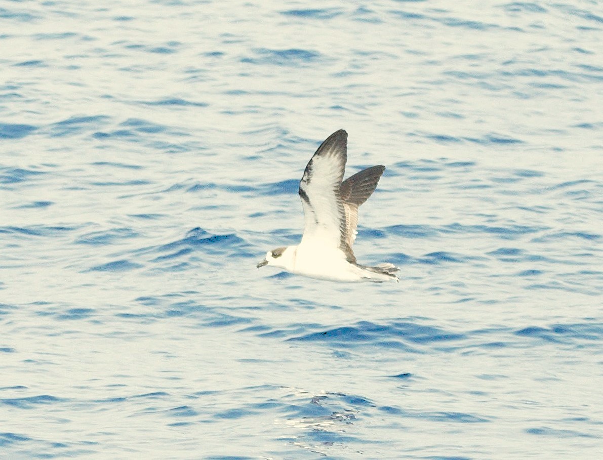 Pétrel à col blanc - ML650750221