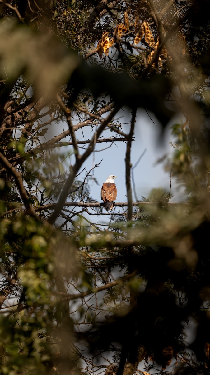 eBird Checklist - 11 Feb 2026 - Eagle Ridge Layout - 33 species