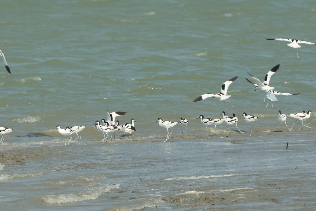 Pied Avocet - ML650750314