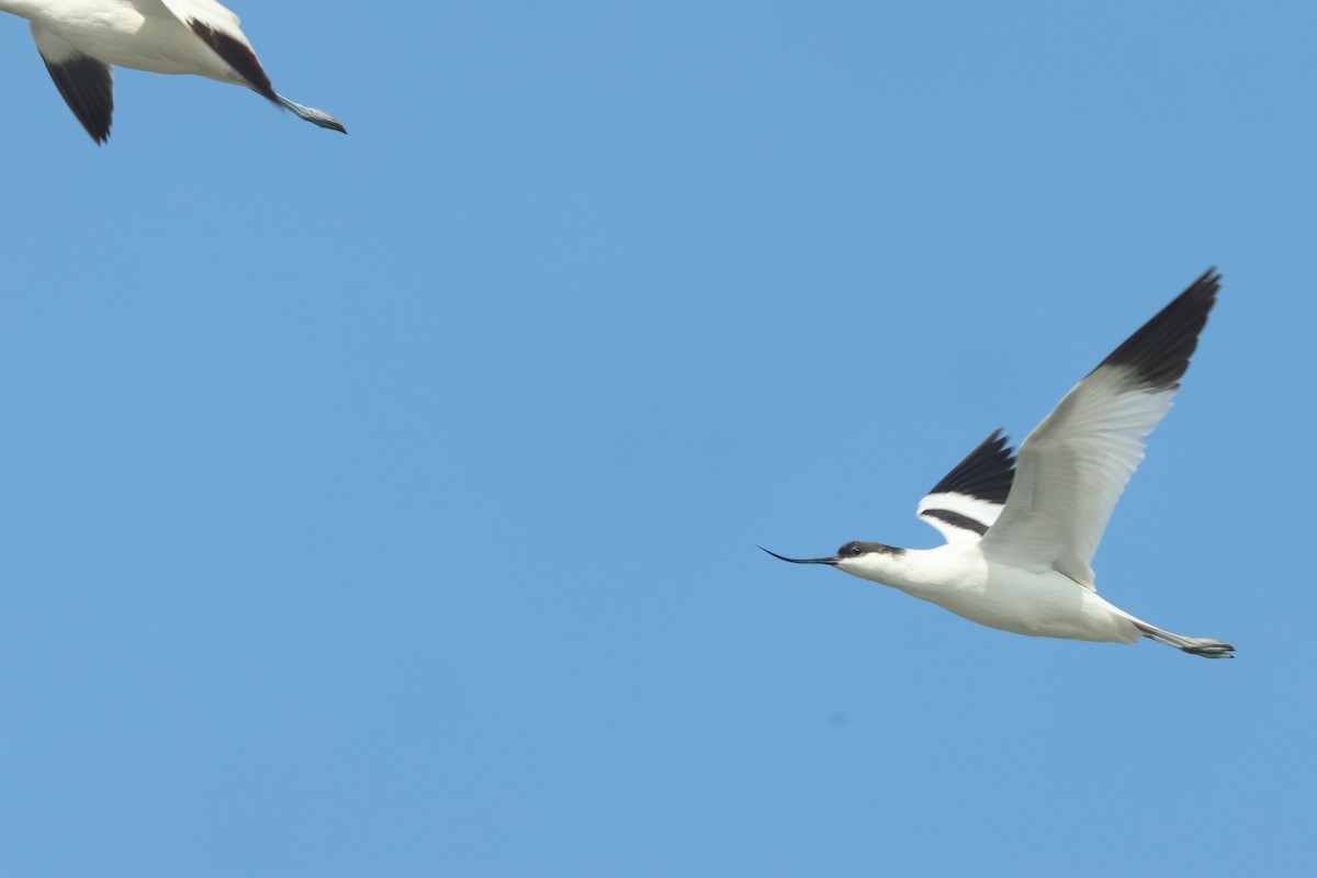 Pied Avocet - ML650750321
