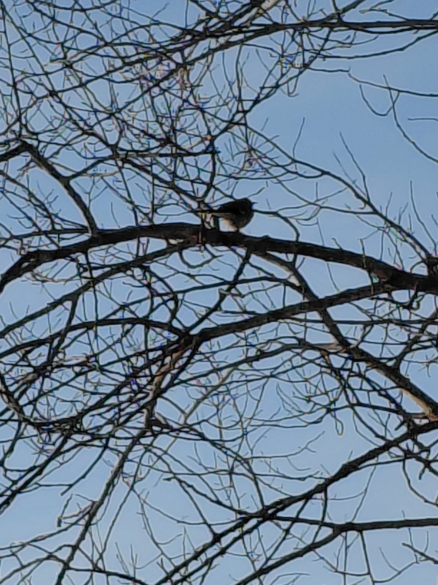 Sinsonte Norteño - ML650750327