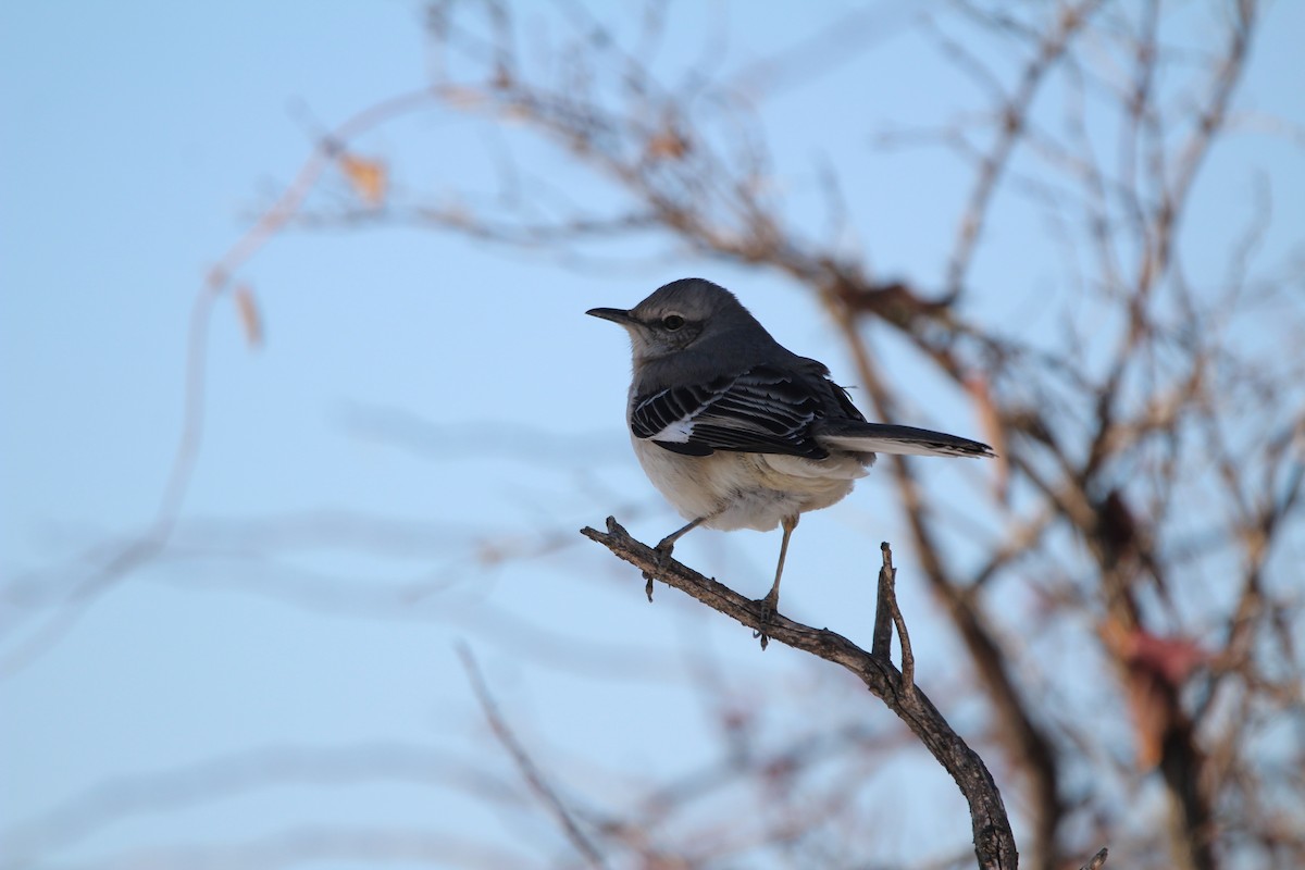 Sinsonte Norteño - ML650750429