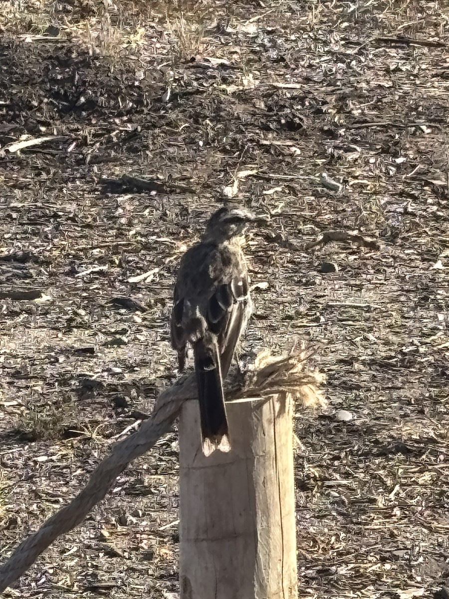 Chilean Mockingbird - ML650750451