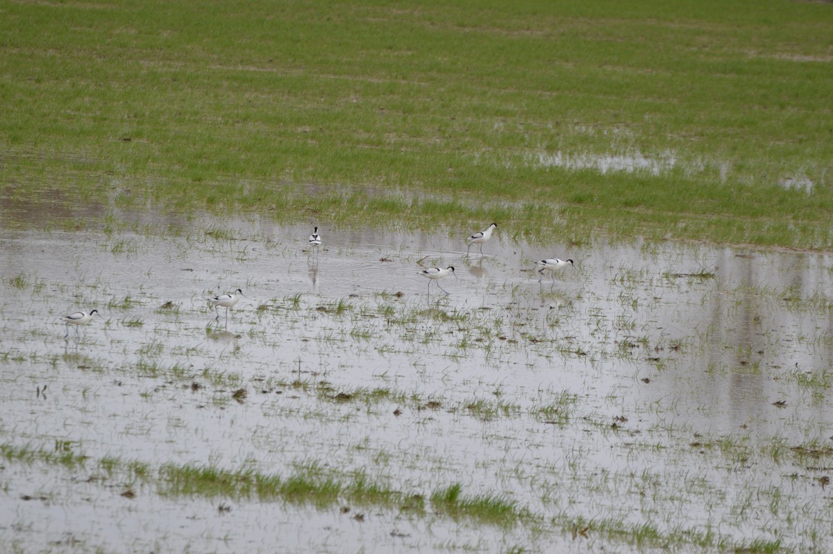 Pied Avocet - ML650750519