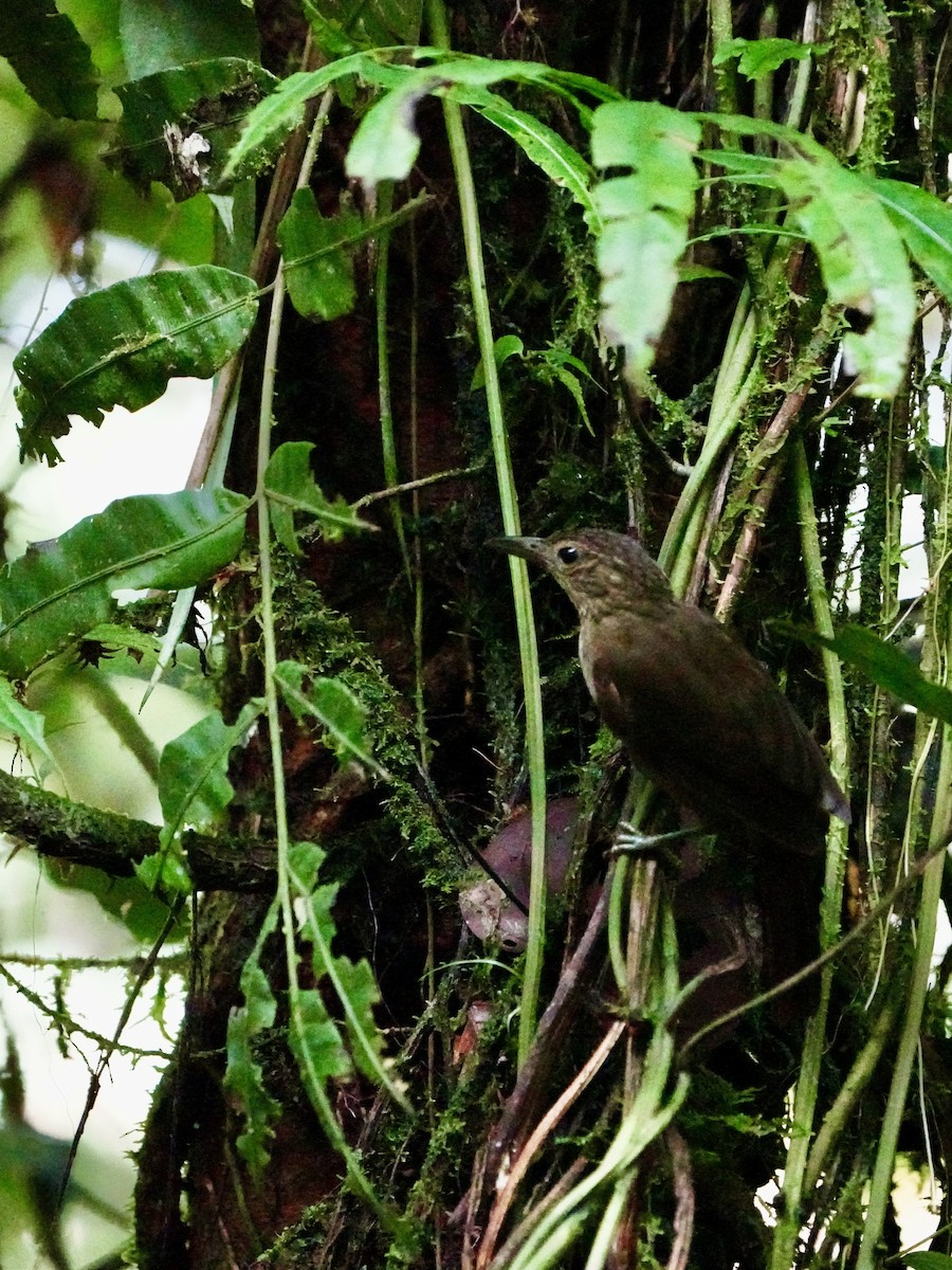 Western Woodhaunter - ML650750523