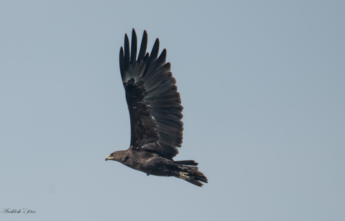 Greater Spotted Eagle - ML650750803