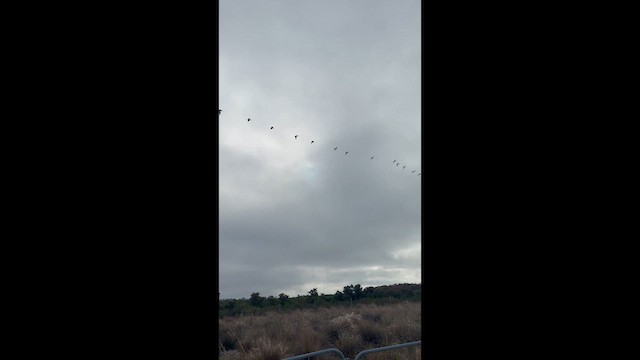 American White Pelican - ML650750838