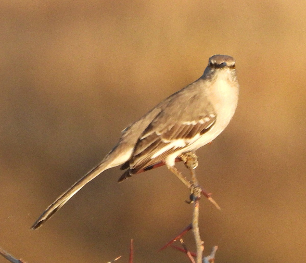 Sinsonte Norteño - ML650750953