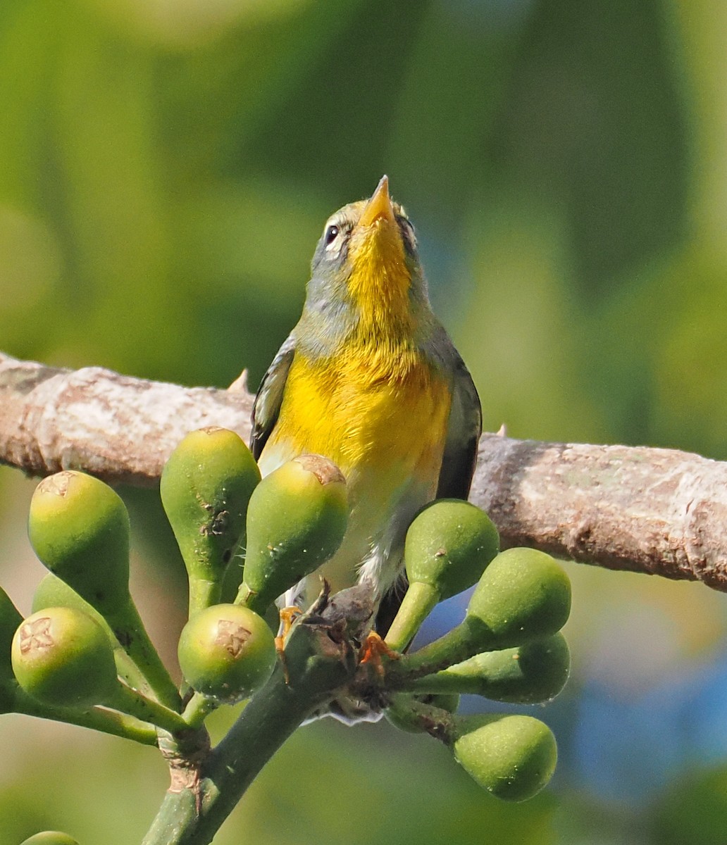 Northern Parula - ML650750987