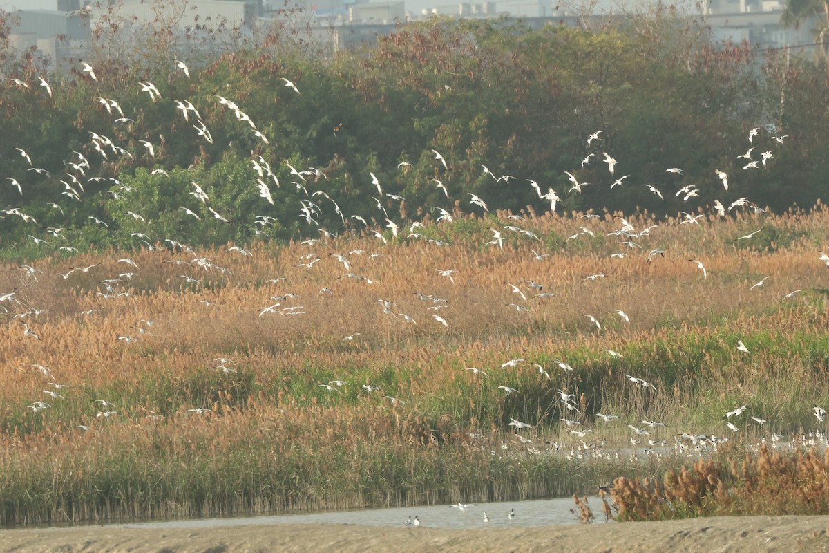 Pied Avocet - ML650751085