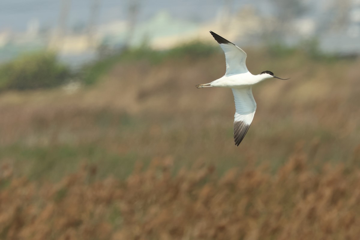 Pied Avocet - ML650751096