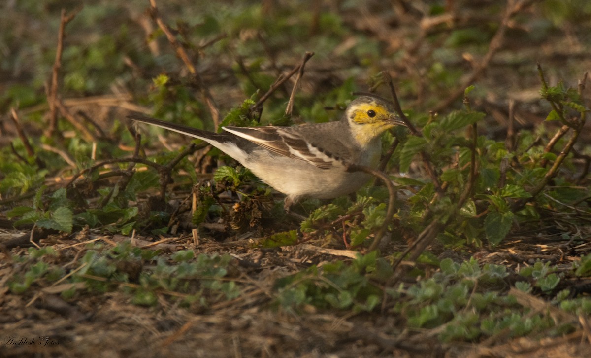 Citrine Wagtail - ML650751181