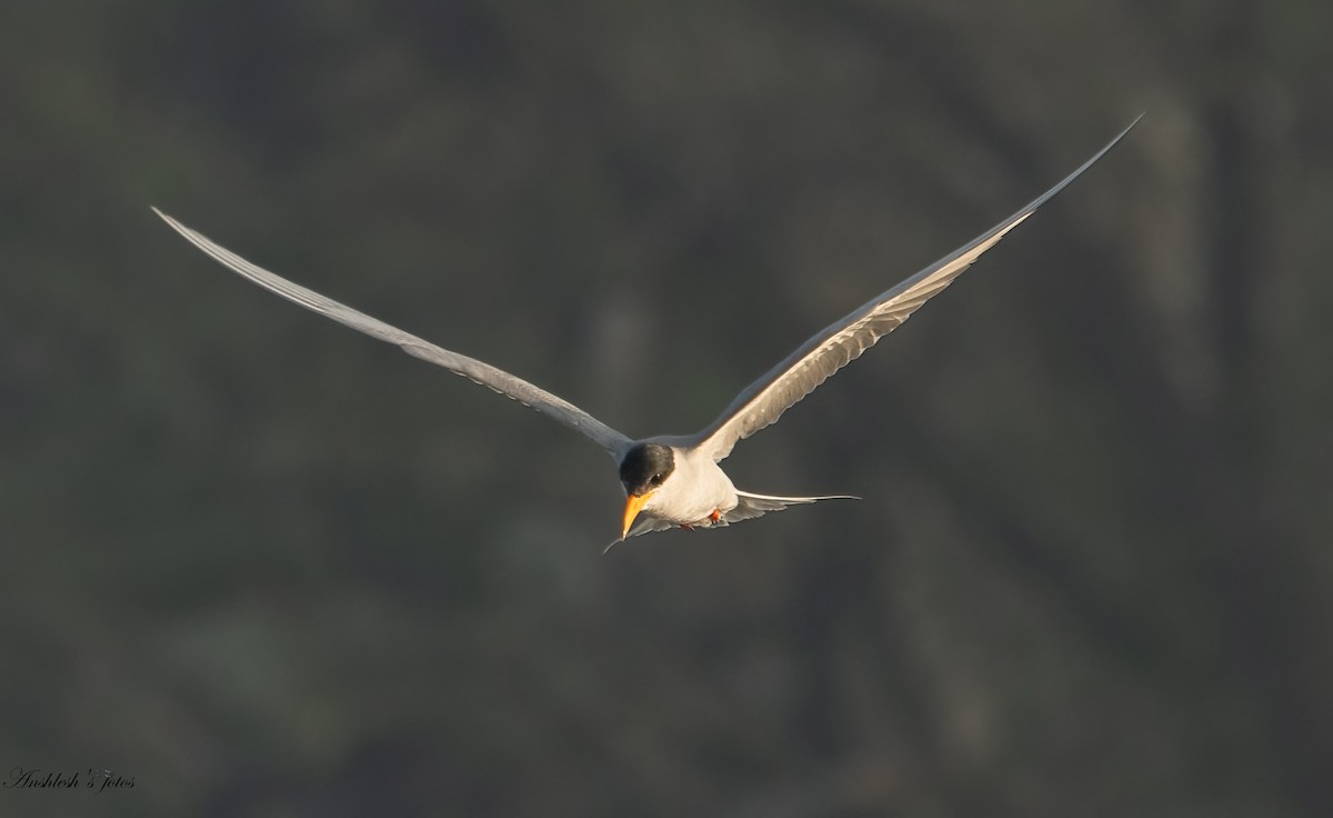 River Tern - ML650751208