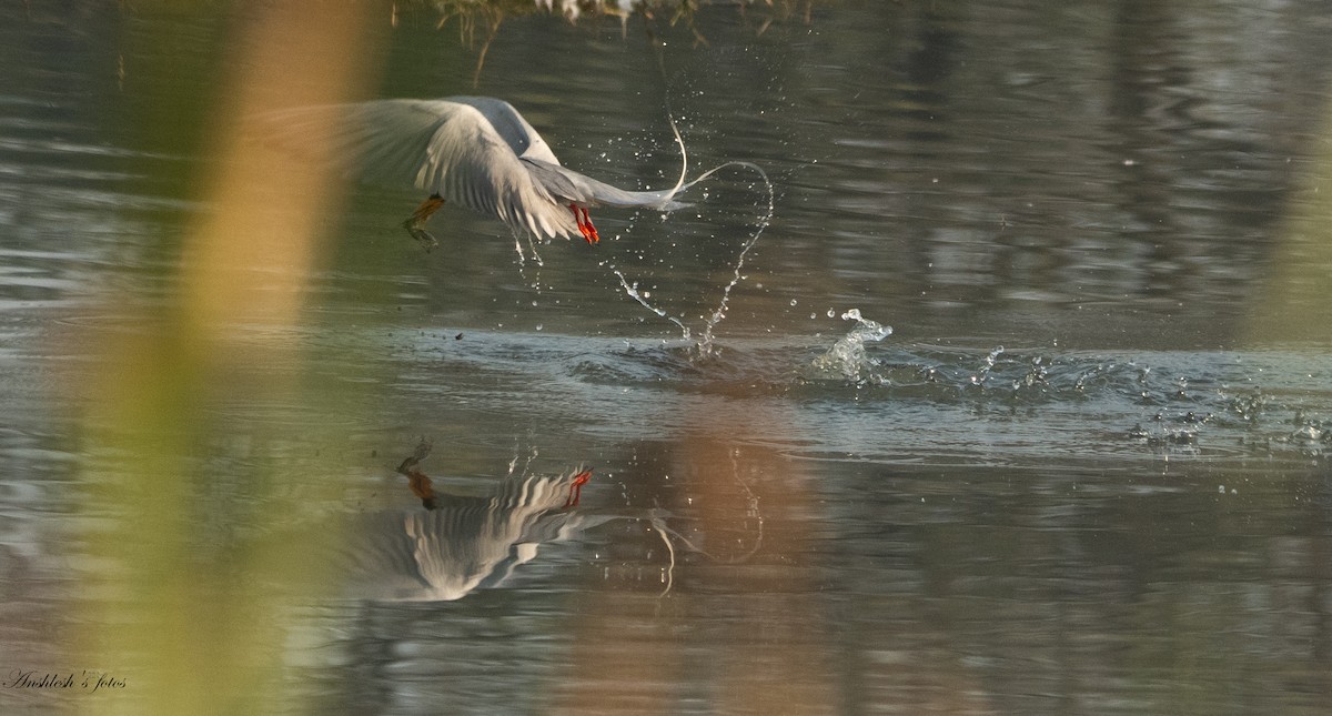 River Tern - ML650751209