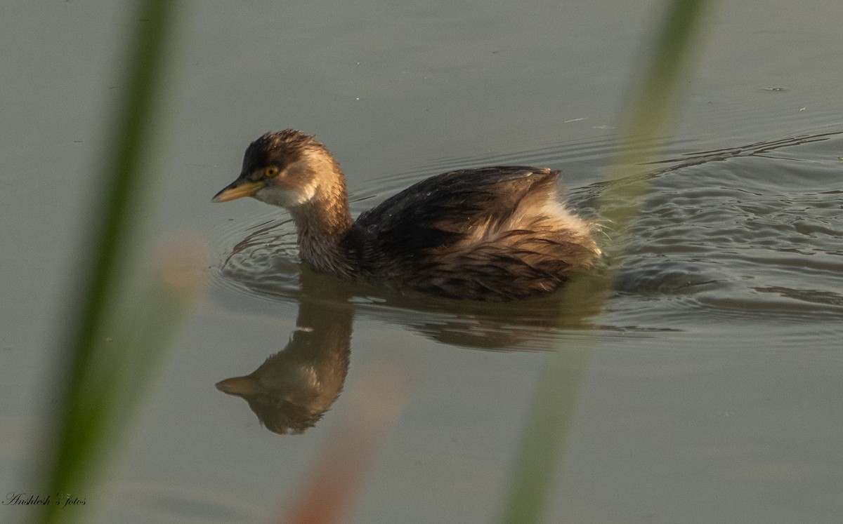 Little Grebe - ML650751216