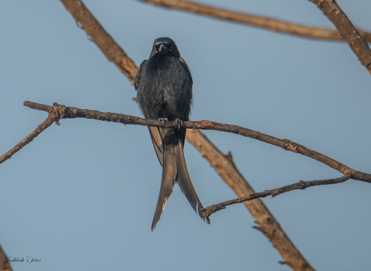 Black Drongo - ML650751239