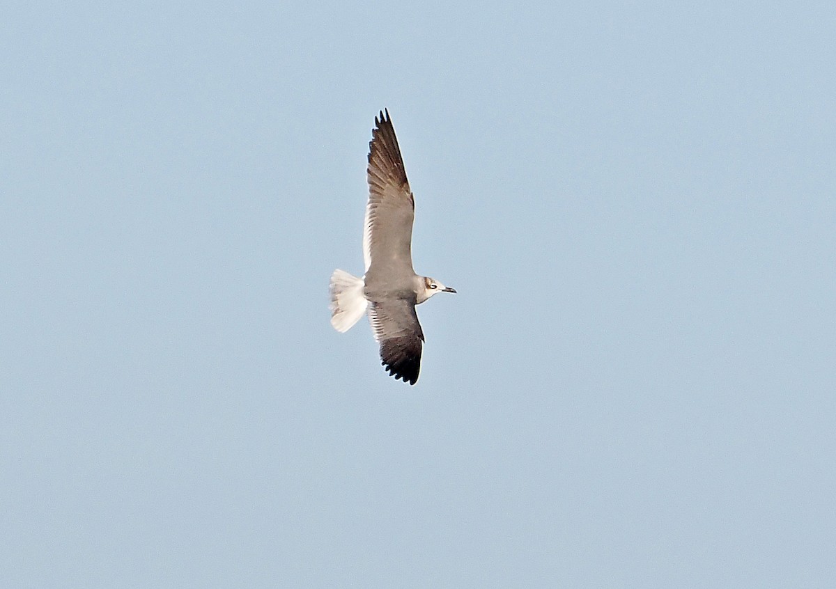 Laughing Gull - ML650751438