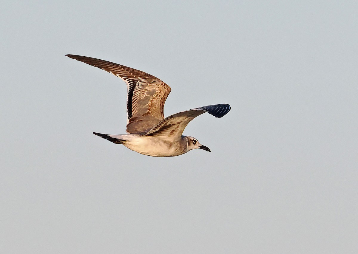 Laughing Gull - ML650751439