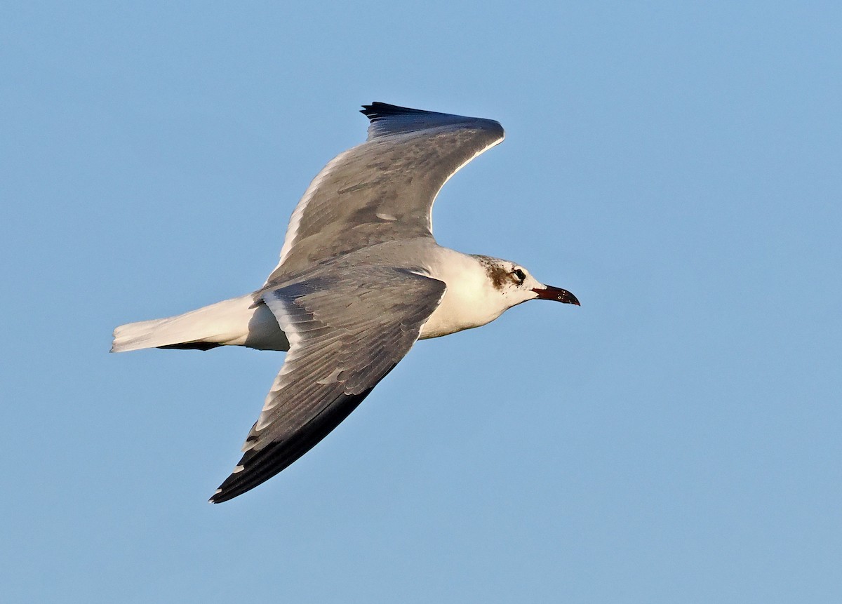 Laughing Gull - ML650751440
