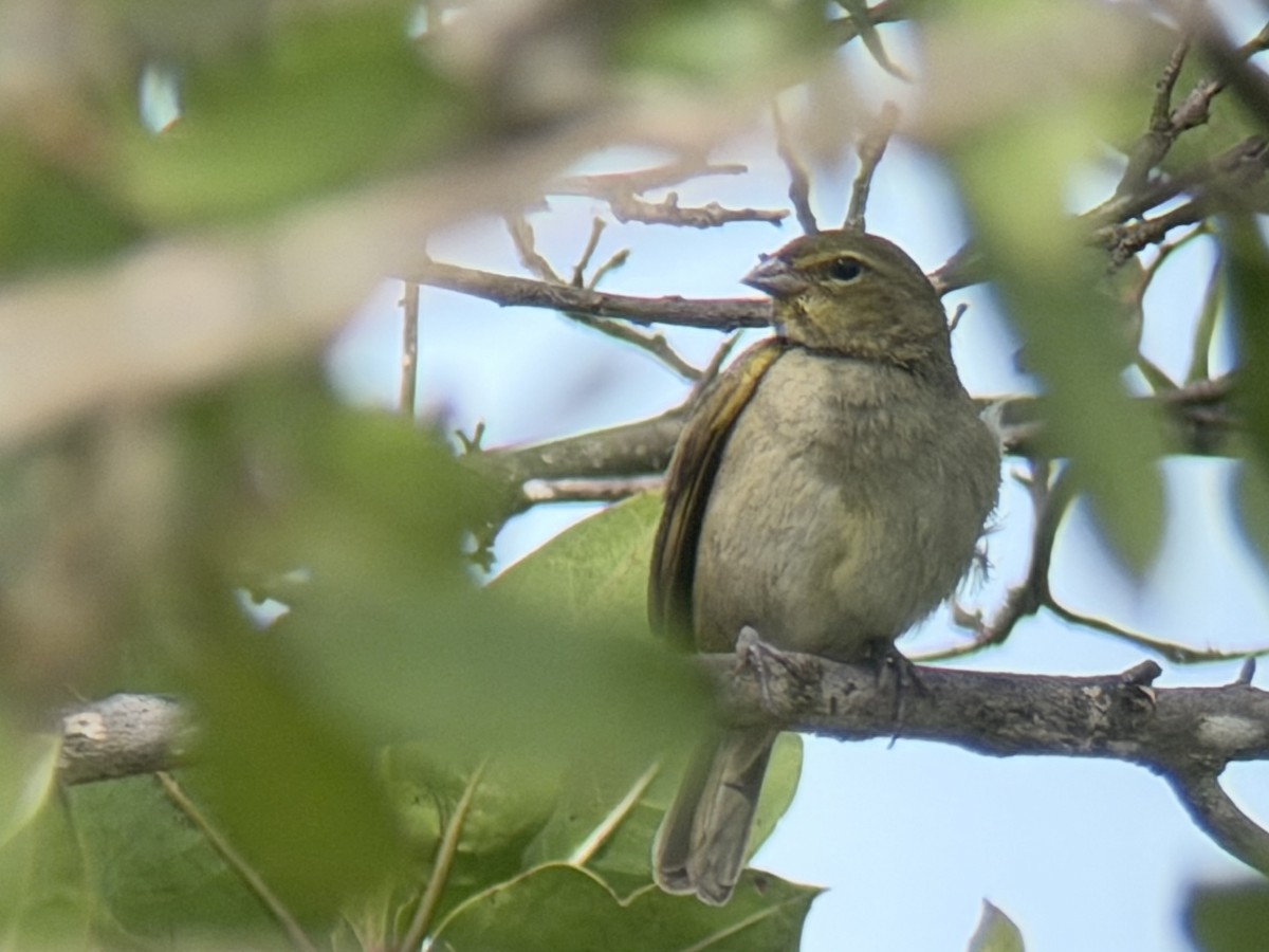 Yellow-faced Grassquit - ML650751451