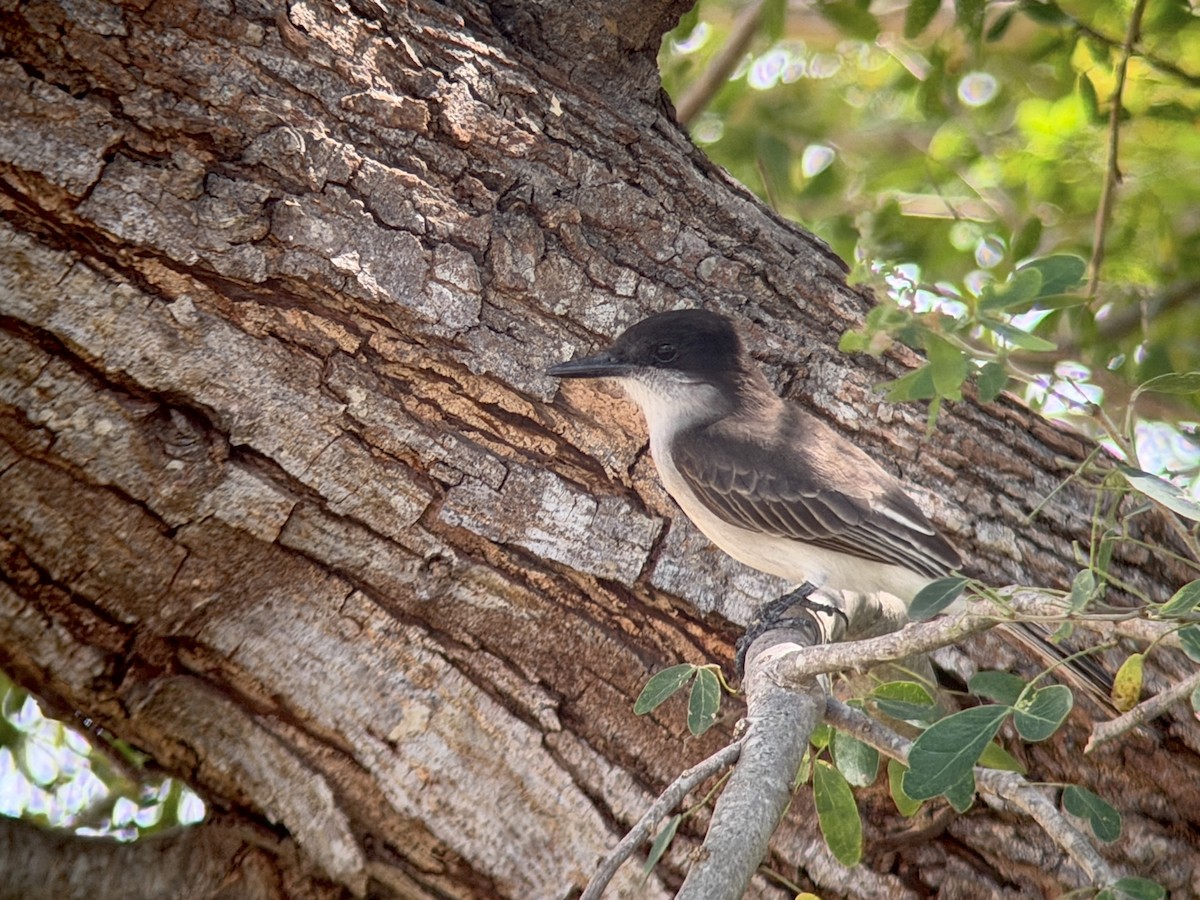 Loggerhead Kingbird (Puerto Rico) - ML650751495