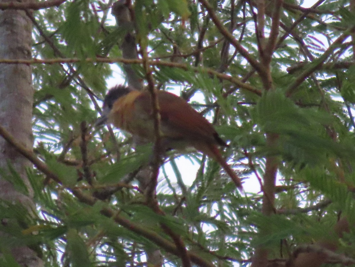 Rose-throated Becard - ML650751555