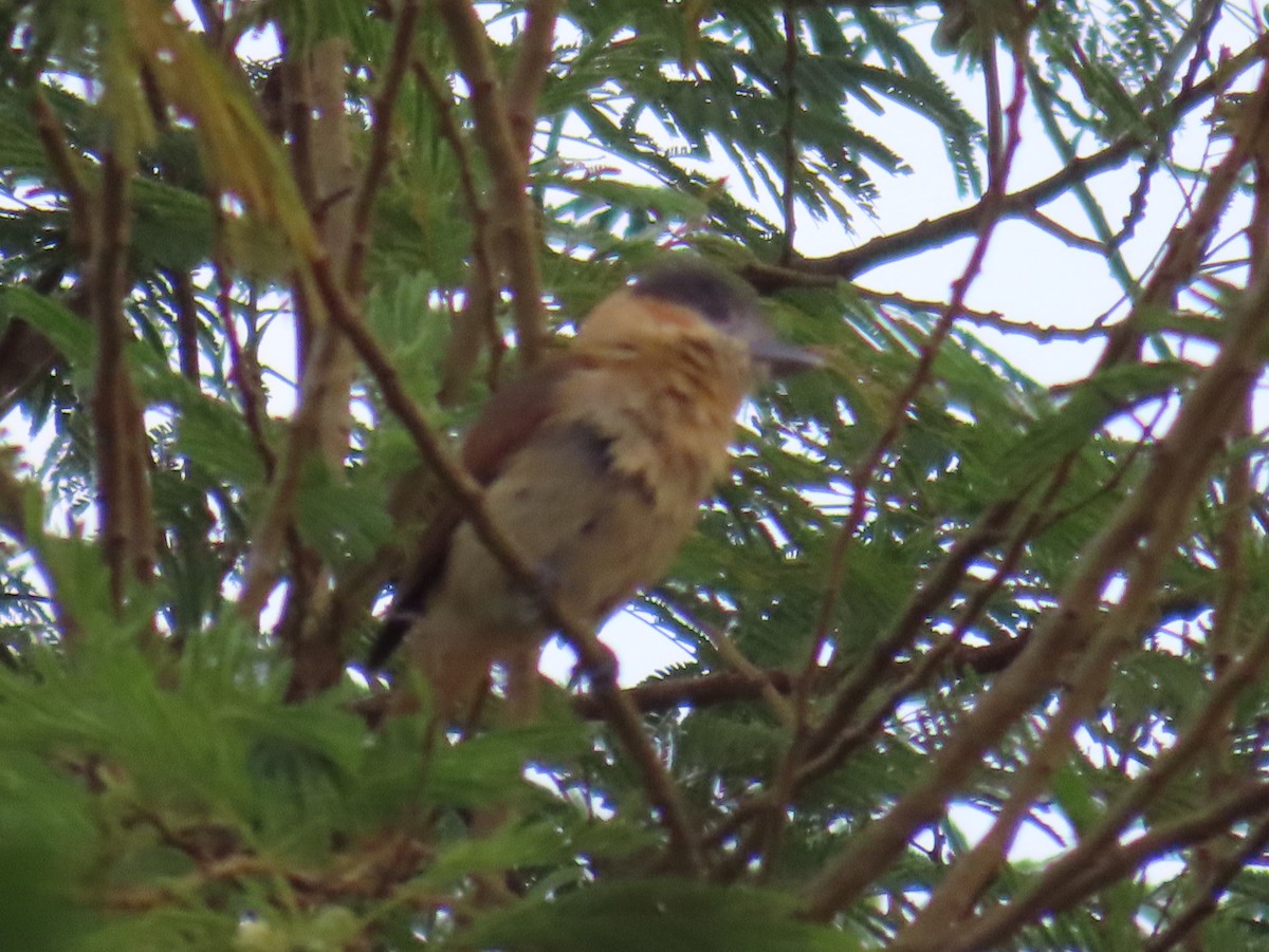 Rose-throated Becard - ML650751556