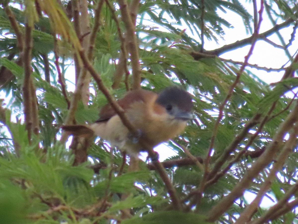 Rose-throated Becard - ML650751557