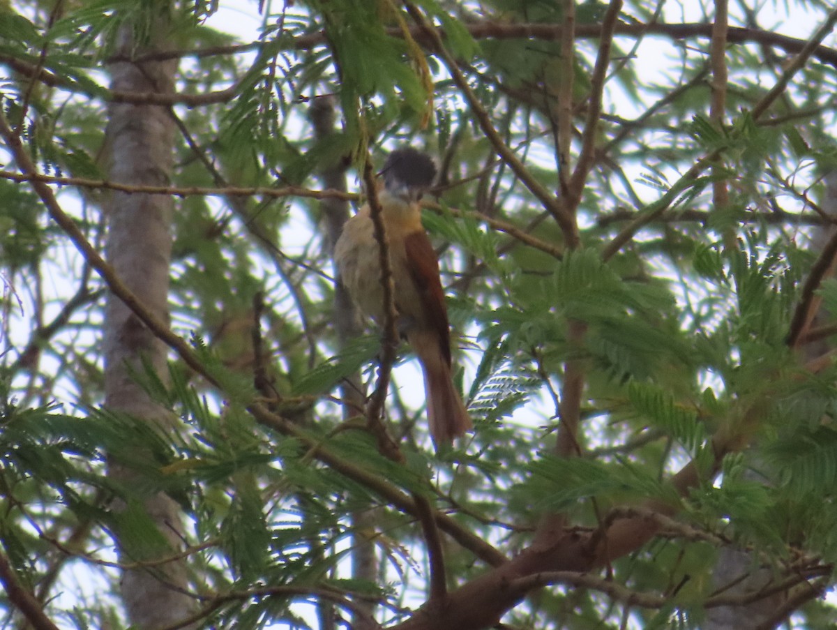 Rose-throated Becard - ML650751558