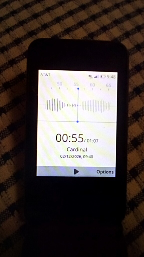 Northern Cardinal - ML650751659