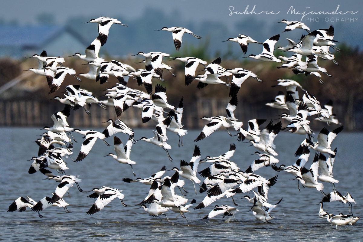 Abozeta kaskabeltza - ML650751757