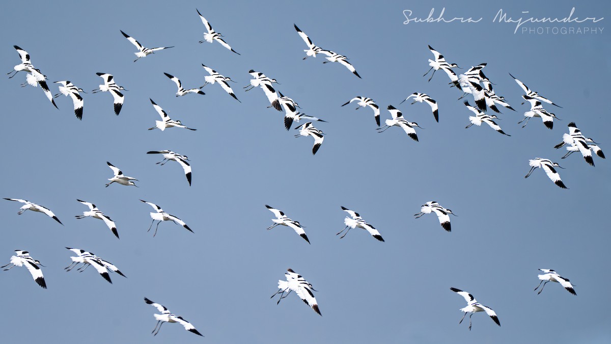 Abozeta kaskabeltza - ML650751758