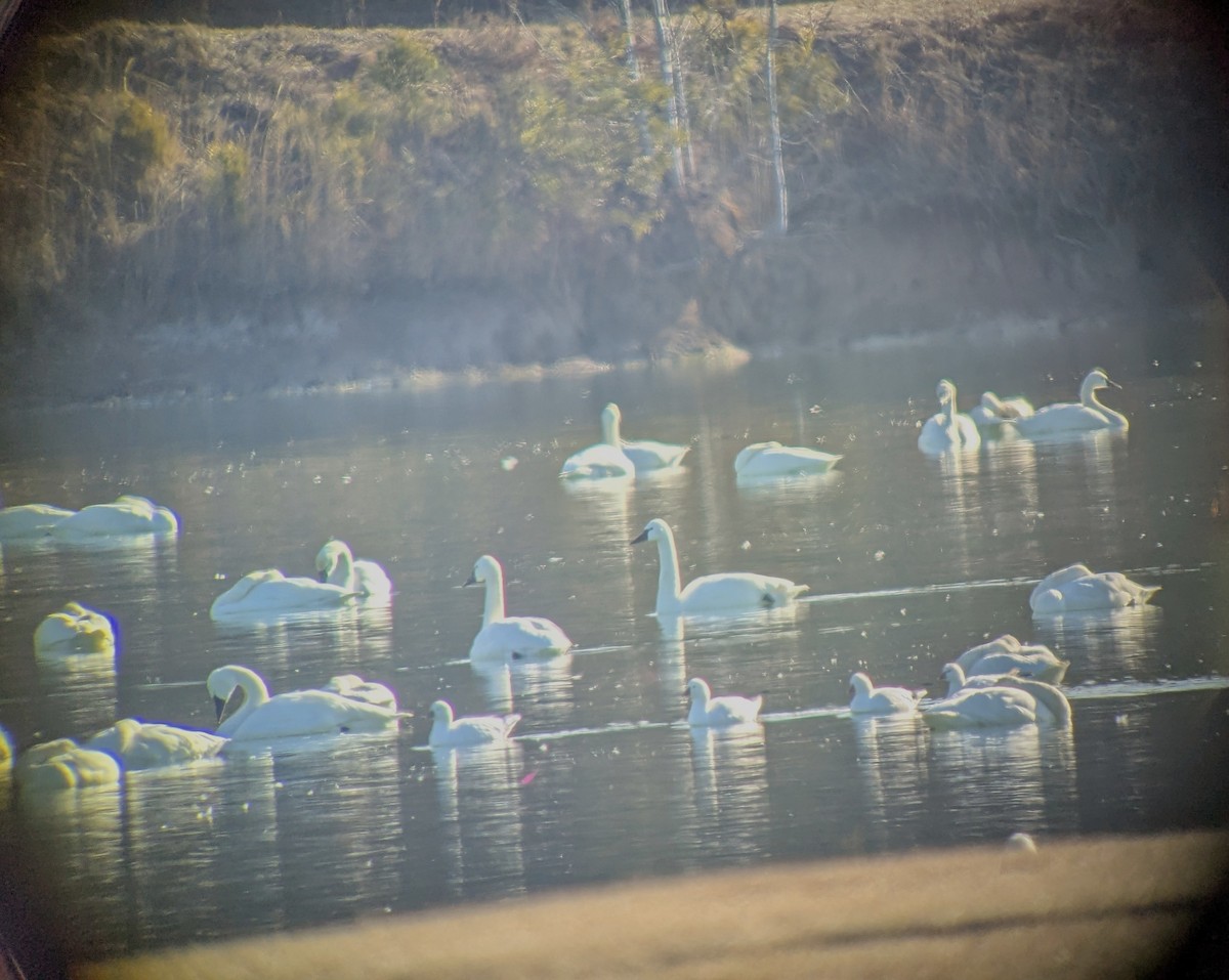 Ross's Goose - ML650751810