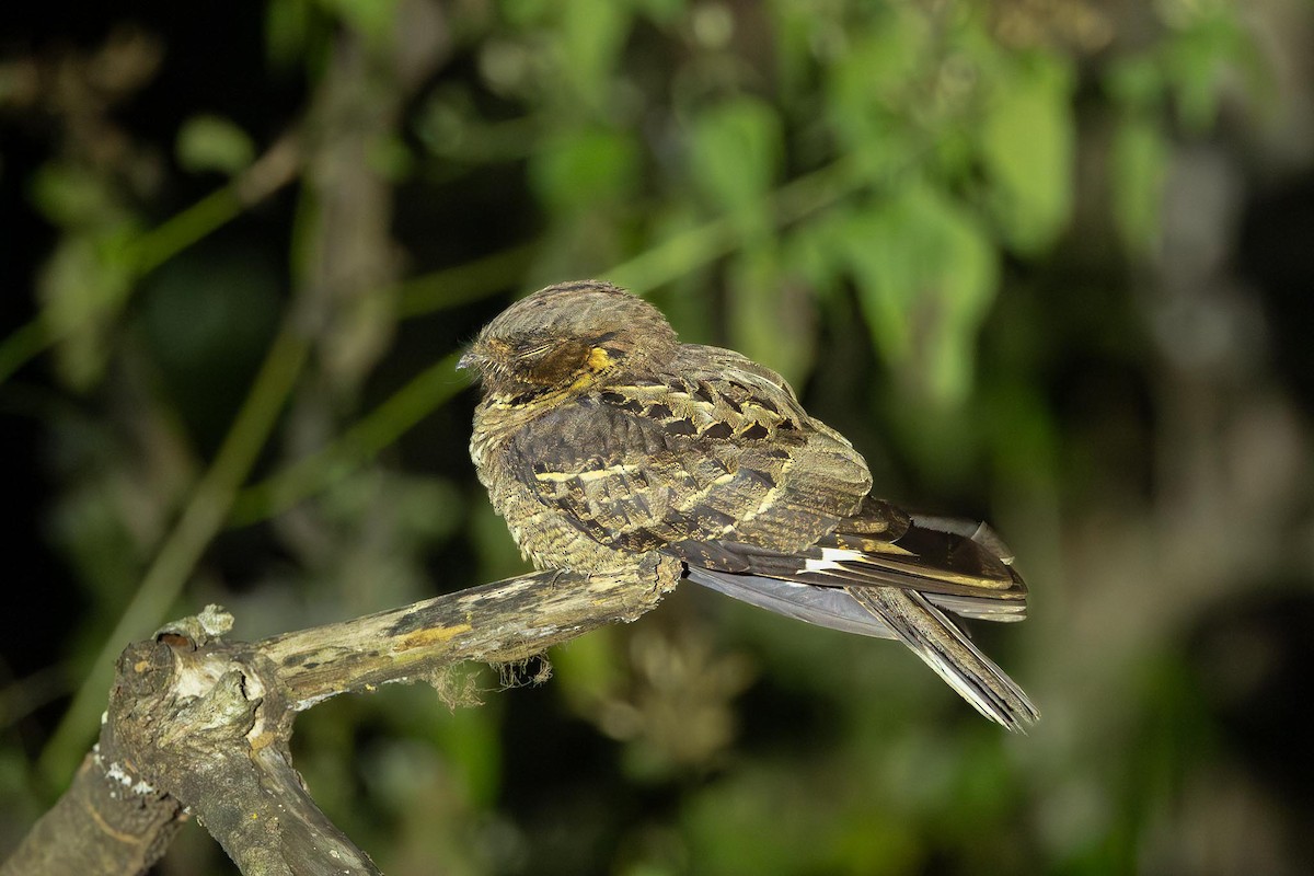 Jerdon's Nightjar - ML650752109