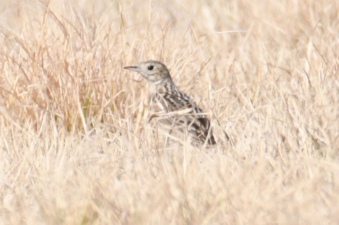 California Bird Atlas Checklist - 5 Feb 2026 - Wiest Road Pipit Field ...