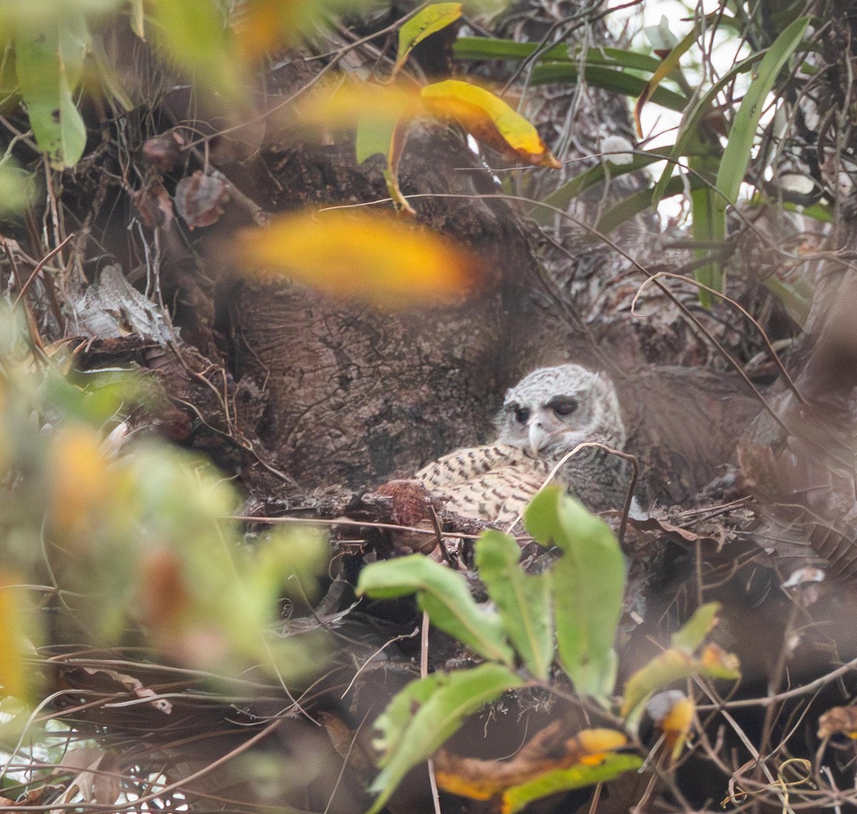 Spot-bellied Eagle-Owl - ML650752431
