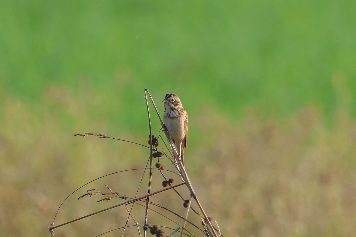 Ошейниковая овсянка - ML650752458
