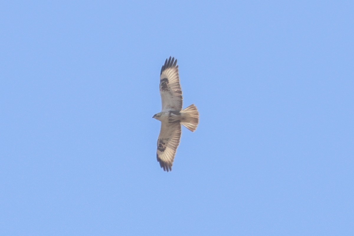 Курганник - ML650752513