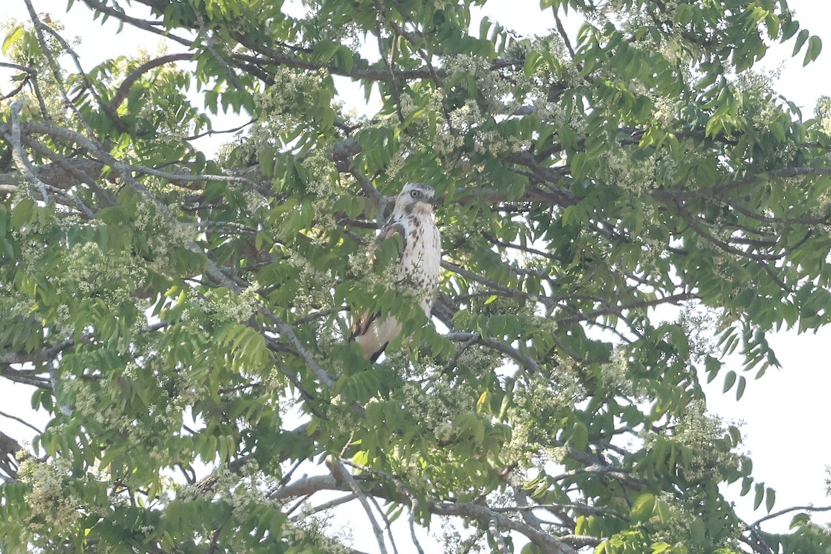 Курганник - ML650752514