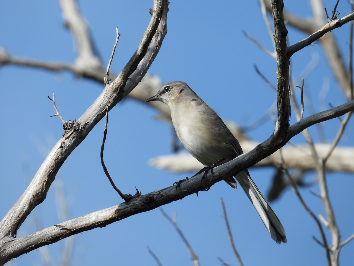 Sinsonte Norteño - ML650752650