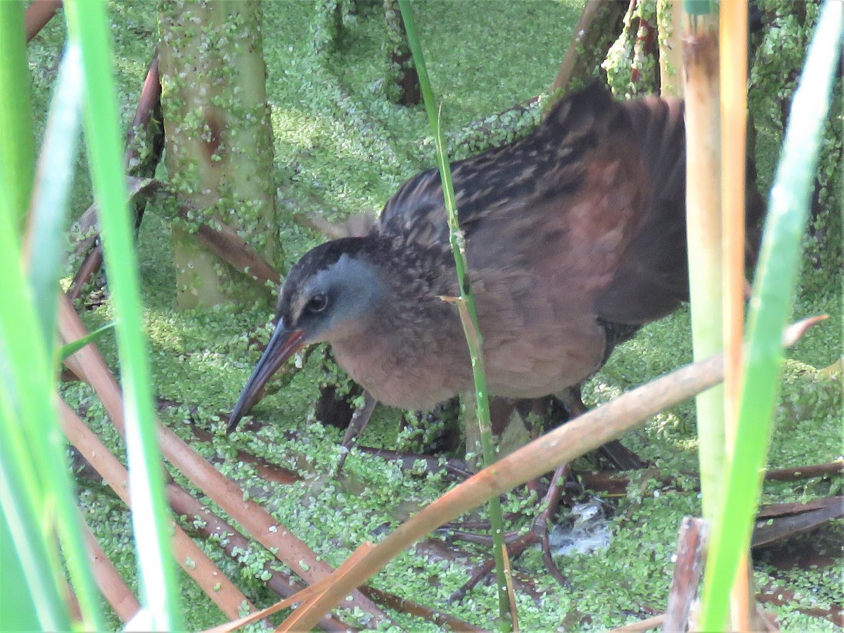 Virginia Rail - Mike Ferguson