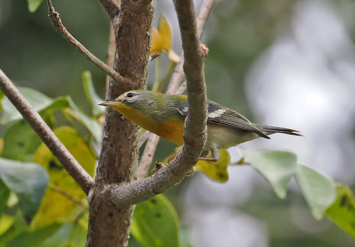 Northern Parula - ML650752905
