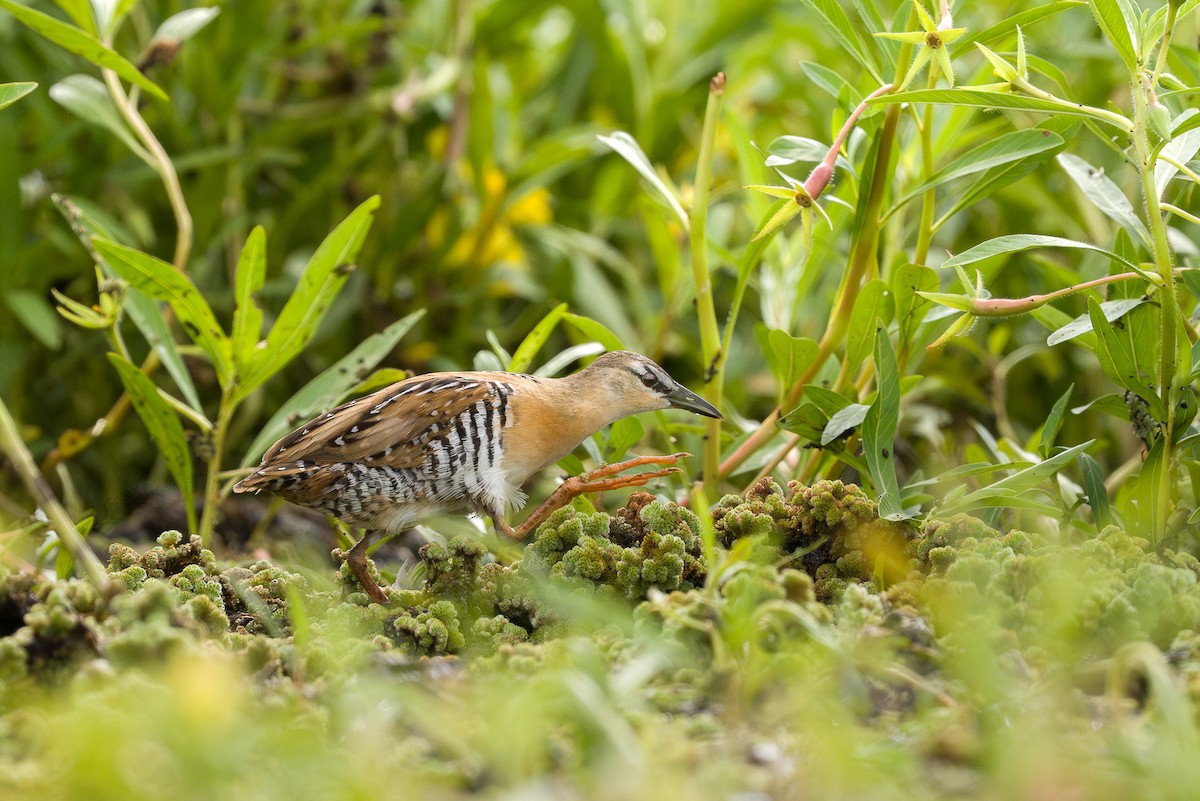 Yellow-breasted Crake - ML650752992