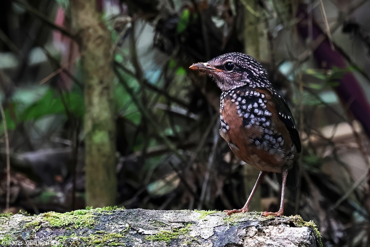 Rusty-naped Pitta - ML650753080